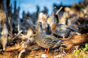 duck in the grass