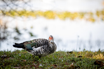 Red-faced Muscovy Duck