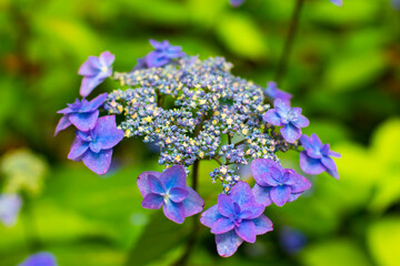 額紫陽花