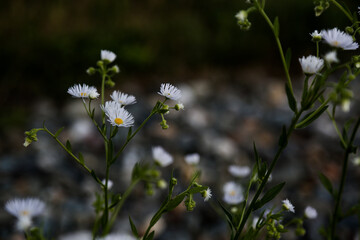 Petites fleurs sauvages blanches