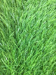 Artificial green grass background