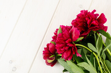 Beautiful fresh peony flower lies on wooden table.