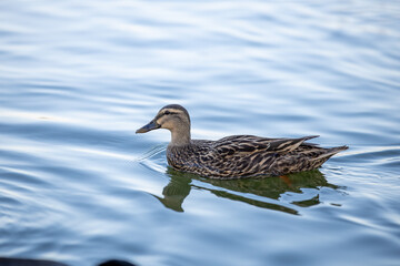duck on the water