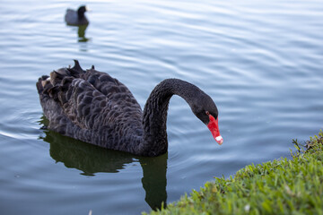 black swan on the lake