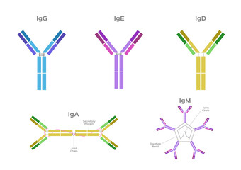 Types of Antibodies and immunoglobulin structure vector / infographic