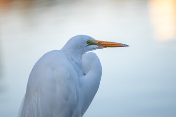 Great egret Close