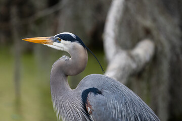 Great blue heron