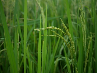 rice field at countryside.