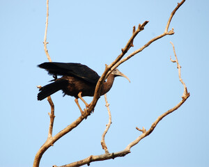 vulture on a tree