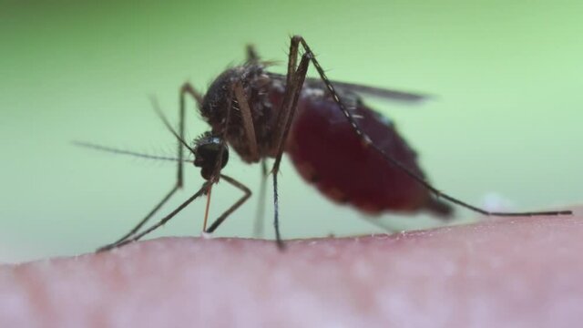 Aedes aegypti Mosquito on skin. Close up a Mosquito sucking human blood