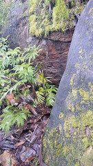 Pathway on the  Piles Creek Loop Track