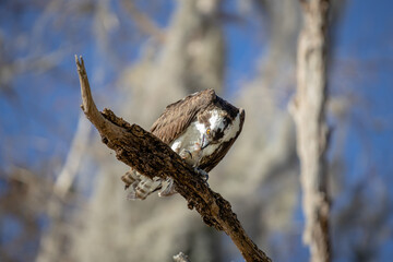 Osprey