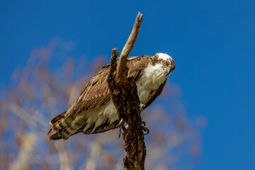 Osprey