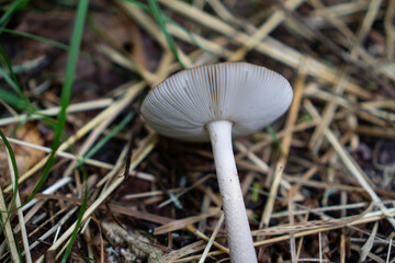 Small cut mushroom in a forest laying on grassy ground