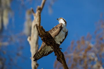 Osprey 3