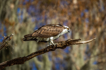 Osprey 2
