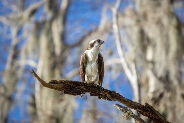 Osprey 1