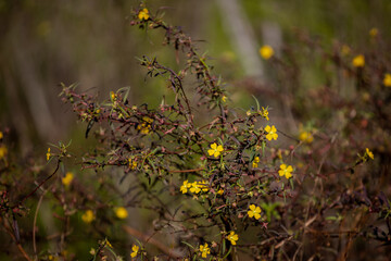Yellow wild flowers