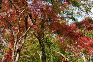 紅葉の長谷寺