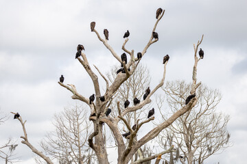 Vultures on Dead tree