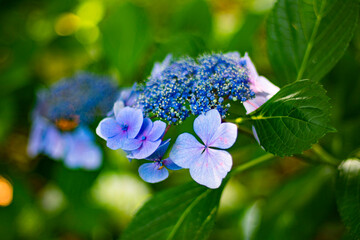 額紫陽花
