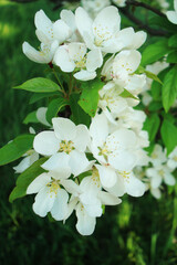 White Flowers