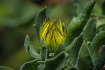 yellow flower in the garden