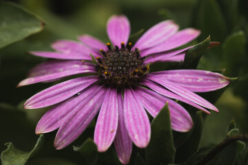pink flower in the garden