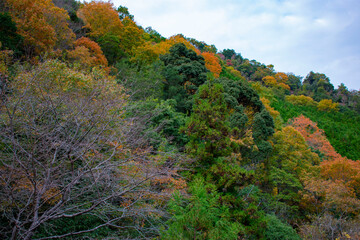山の紅葉