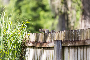 squirrel on fence 2