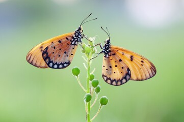 butterfly on a flower