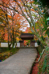 牛滝山　大威徳寺の紅葉