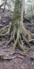 tree roots in the forest