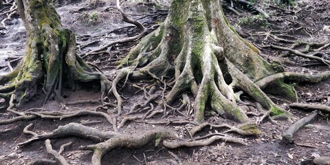 roots of a tree