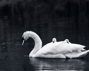 Swan with Cygnets Riding on her back