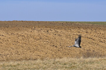 Polska - Mazury - Warmia. Żuraw. © Rafa