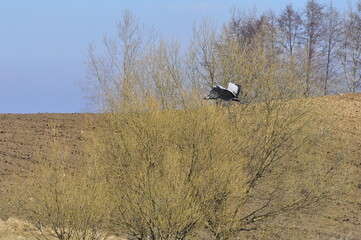 Żuraw. Polska - Mazury - Warmia. © Rafa