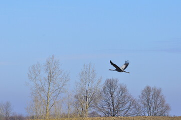 Żuraw. Polska - Mazury - Warmia. © Rafa