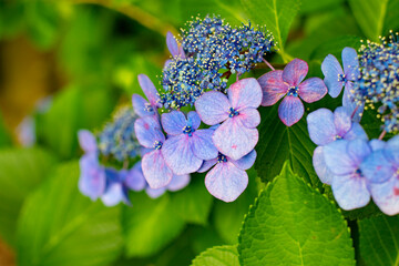 額紫陽花