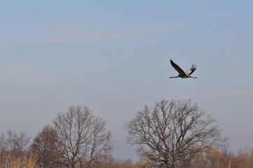 Żuraw. Polska - Mazury - Warmia © Rafa
