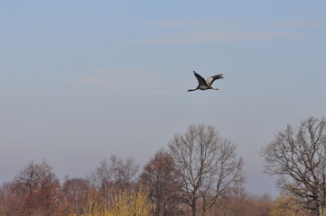 Polska - Mazury. Żuraw. © Rafa