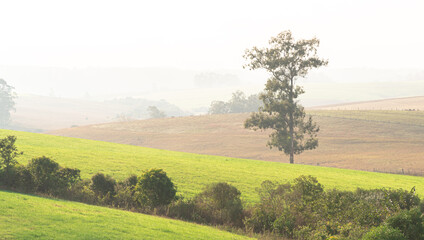 Dawn landscape in the fields of the pampas region of the State of Rio Grande do Sul in southern Brazil