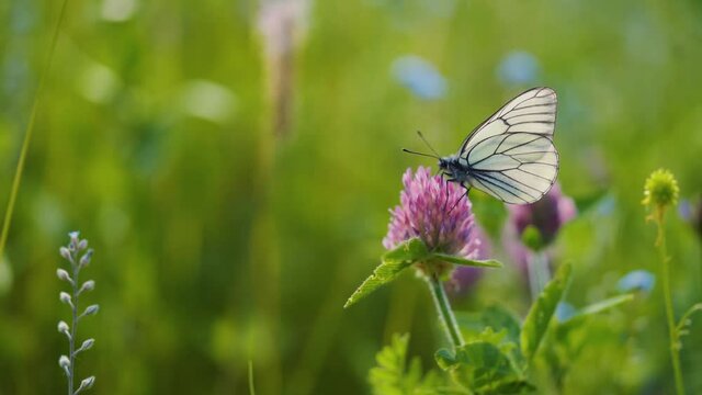 cabbage butterfly. sitting on a flower soon flies away, nature conservation concept. living world and contemplation