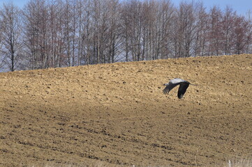 Polska - Mazury. Żuraw. © Rafa