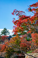紅葉の勝尾寺