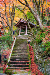 Fototapeta premium 牛滝山 大威徳寺の紅葉