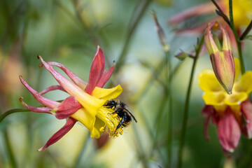 Closeup of honeybee pollinating Poached Egg Plant flower
