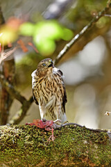 A Cooper's Hawk, aka Accipiter cooperii devouring a huge rodent for lunch