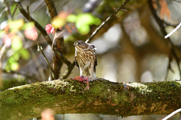 A Cooper's Hawk, aka Accipiter cooperii devouring a huge rodent for lunch