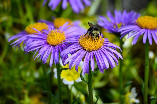 Closeup of bumblebee pollinating alpine aster flower
